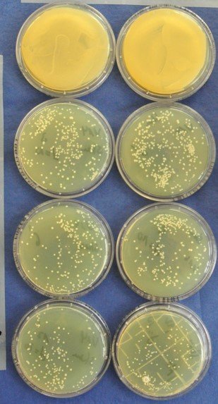 Two similar time series of dry air plasma treated S.A. culture at 50mm distance with 6L/min airflow and exposures of 1min, 2min, 6min against the reference first row.