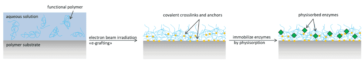 Fig. 1: e-grafting of functional polymers on the surface of a plastic film. The grafted layer provides an ideal environment for the immobilization of enzymes while maintaining their activity.