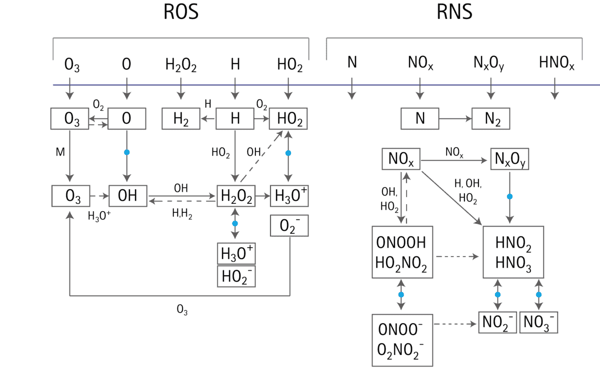 RONS (Reactive oxide and nitrogen species) oder auch reaktive Sauerstoff- und Stickstoff-Spezies bezeichnet verschiedene Sauerstoff- und Stickstoffbasierte Moleküle, wie sie im sekundären Plasma entstehen. 