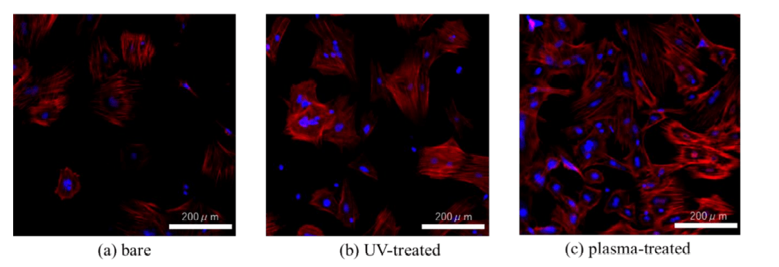 Anlagerung von RBM Zellen an Titan. Links: Unbehandelt, Mitte: UV-Behandlung und rechts: Plasmabehandelt.