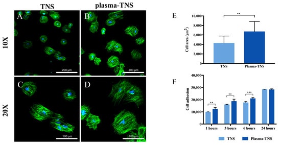 Morphological analysis of rBMMSCs attached to the (A,C) TNS and (B,D) plasma-TNS disks, (E) cell area, values were presented as mean ±SD of three representative images measured as per the surface of three samples in each group, (F) cell adhesion on TNS and plasma-TNS disks at 37 °C. Data shown are the means ±SD (n = 3). *** p < 0.001; ** p < 0.01