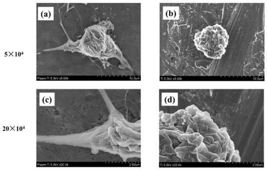SEM images of RBMC cells on titanium plates shows the effect of plasma treatment on titanium surface