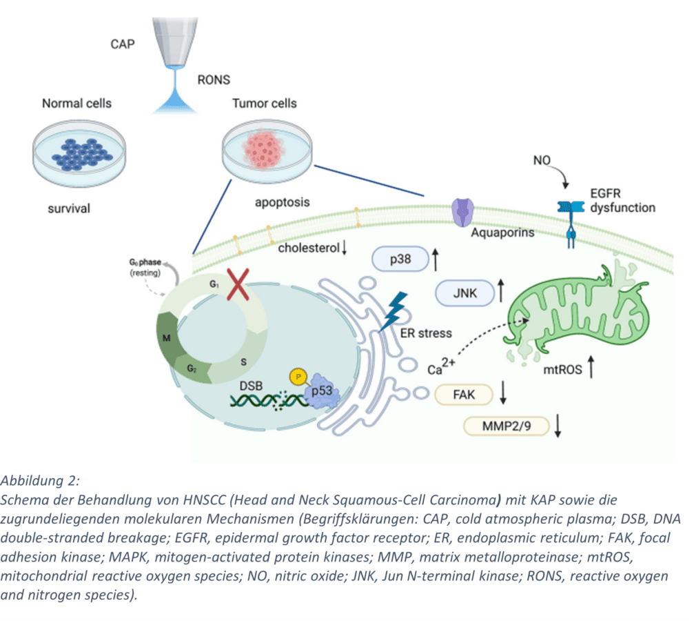 Schema der Behandlung von HNSCC mit HNSCC mit KAP